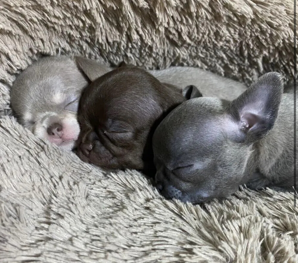 Chihuahua Puppies for Sale in California (CA)