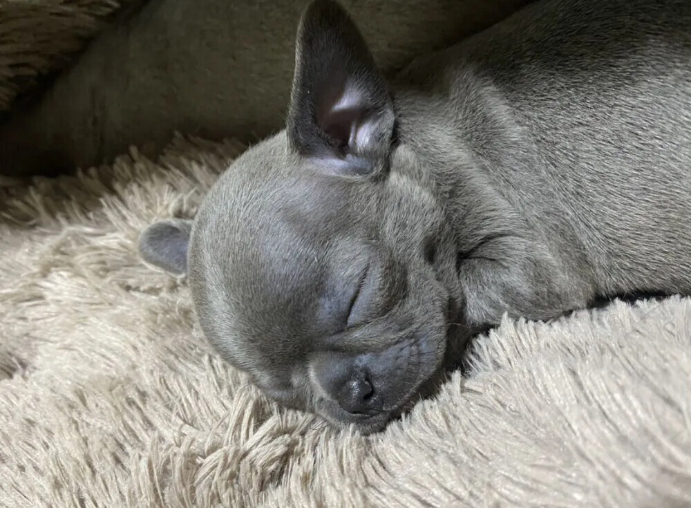 Chihuahua Puppies for Sale in California (CA)