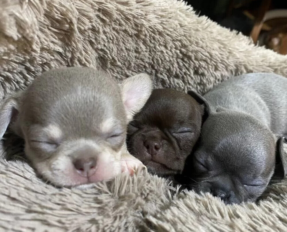 Chihuahua Puppies for Sale in California (CA)