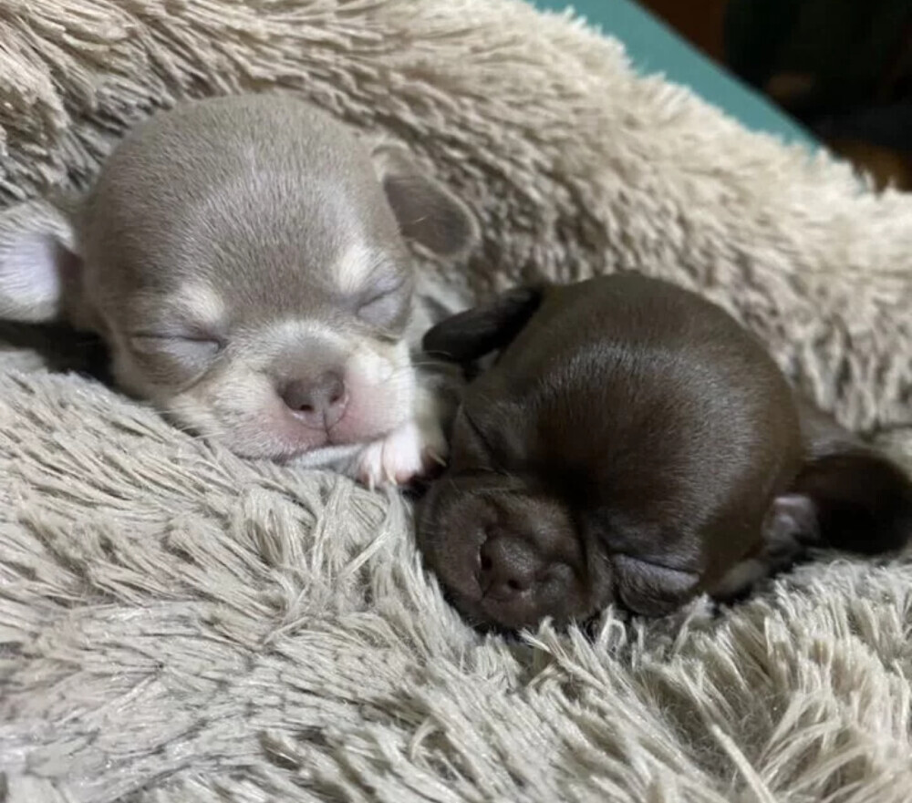 Chihuahua Puppies for Sale in California (CA)