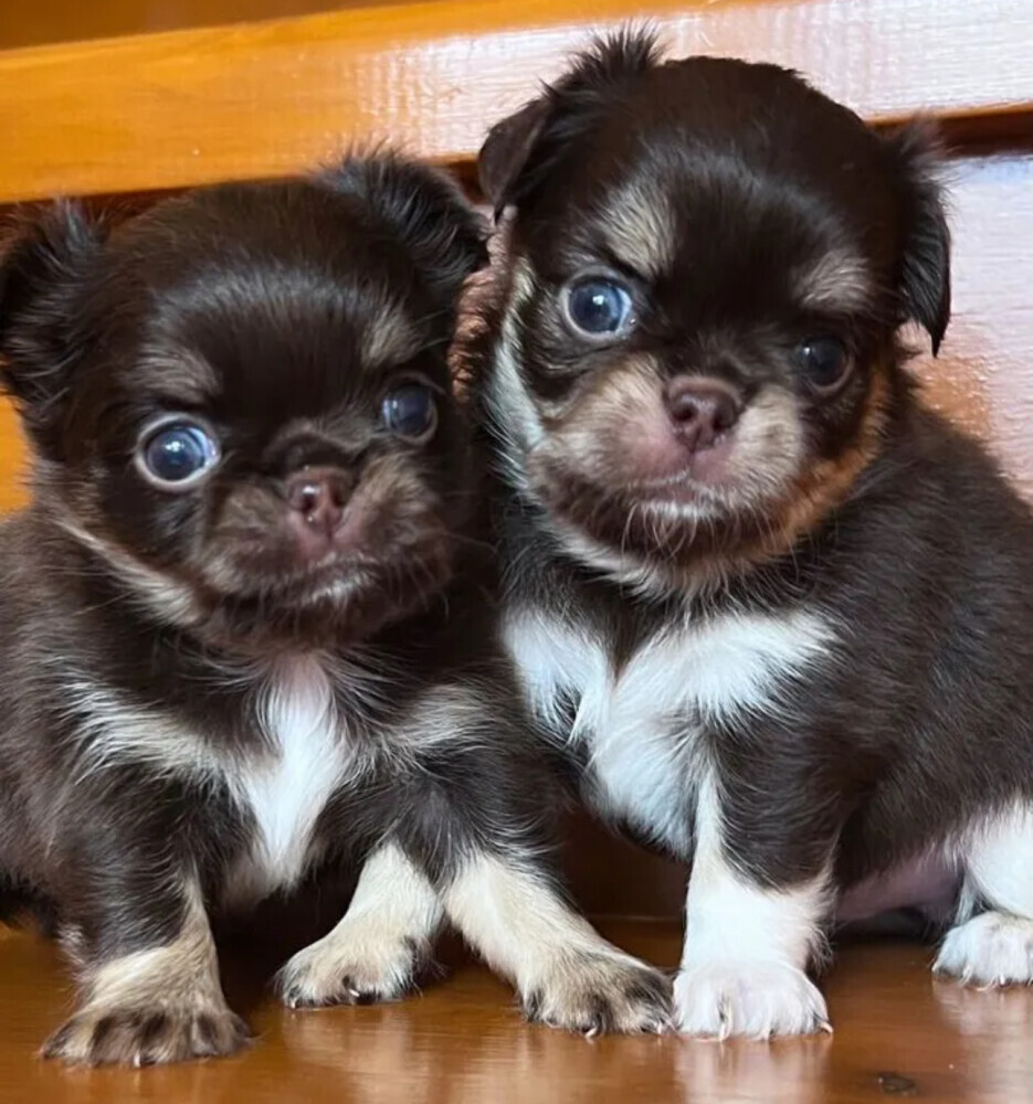 Chihuahua Male Puppies for Sale in Texas (TX)
