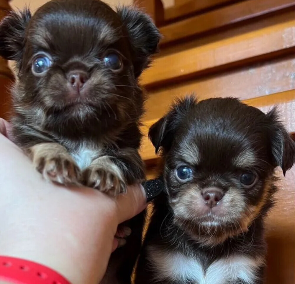 Chihuahua Male Puppies for Sale in Texas (TX)