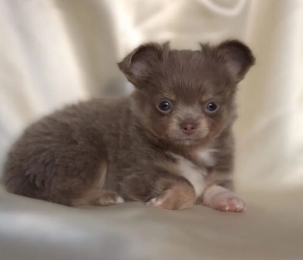 Chihuahua Male Puppy for Sale in Colorado (CO)
