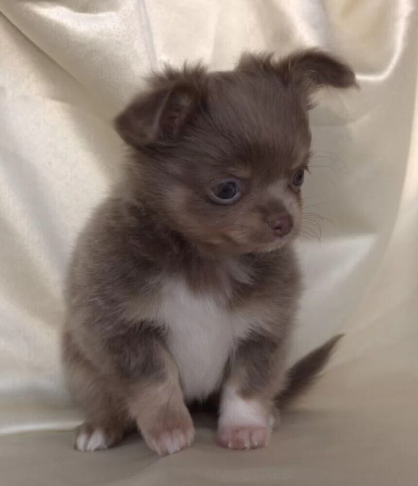 Chihuahua Male Puppy for Sale in Colorado (CO)