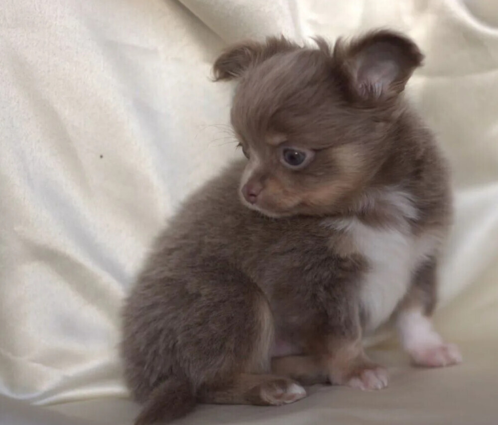 Chihuahua Male Puppy for Sale in Colorado (CO)