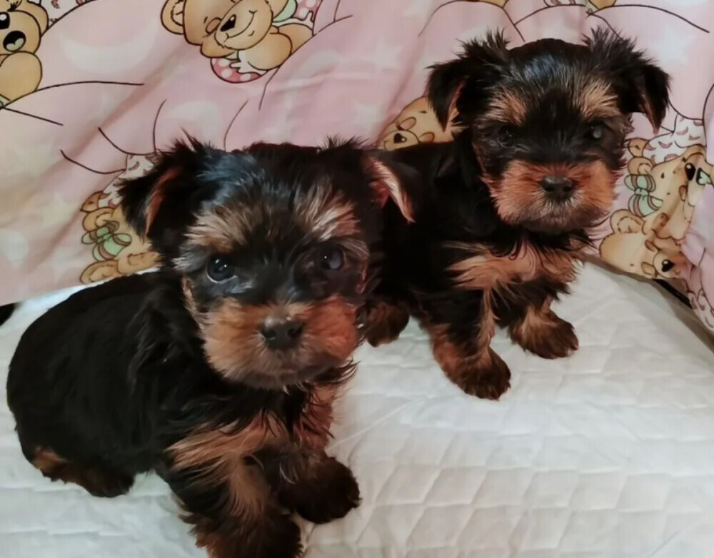 Yorkshire Terrier Puppies for Sale in California (CA)