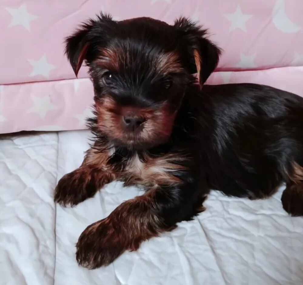 Yorkshire Terrier Puppies for Sale in California (CA)
