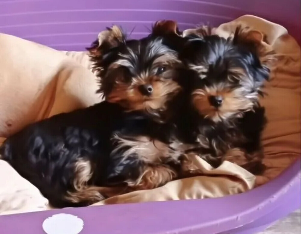 Yorkshire Terrier Puppies for Sale in California (CA)