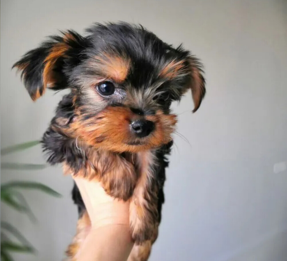 Yorkshire Terrier Female Puppy for Sale in Texas (TX)