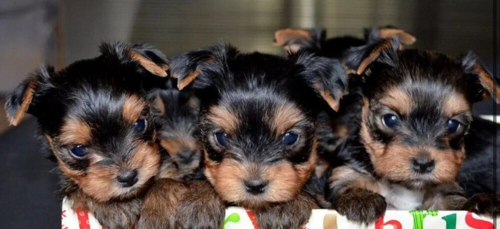 Yorkshire Terrier Puppies for Sale in California (CA)