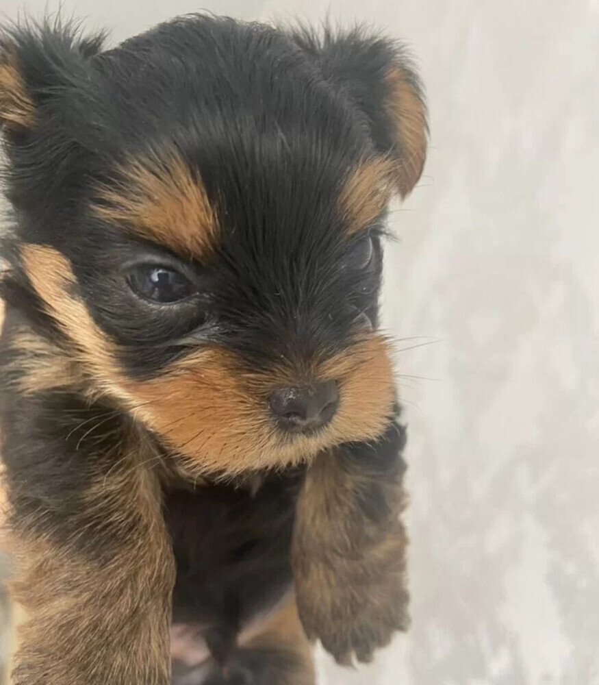 Yorkshire Terrier Puppies for Sale in California (CA)