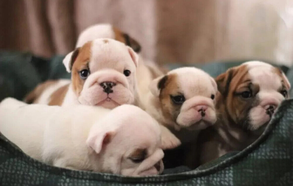 English Bulldog Puppies for Sale in New York (NY)