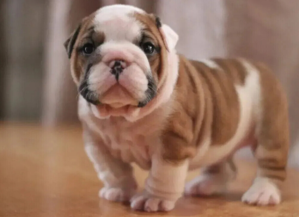 English Bulldog Puppies for Sale in New York (NY)