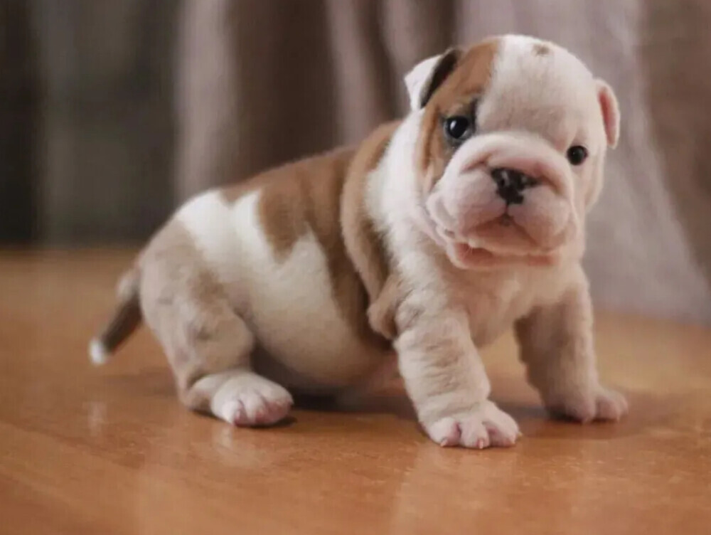 English Bulldog Puppies for Sale in New York (NY)