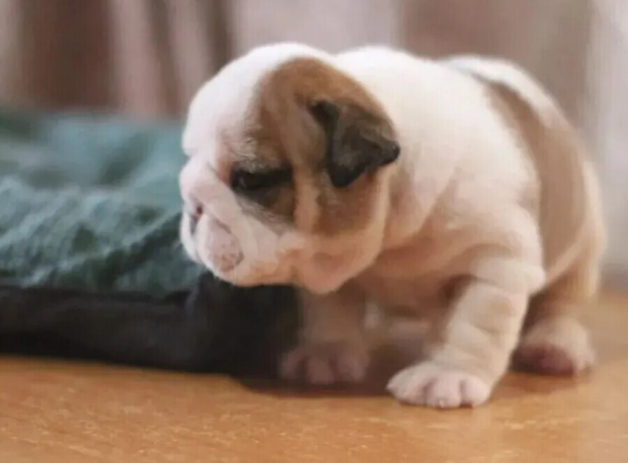 English Bulldog Puppies for Sale in New York (NY)