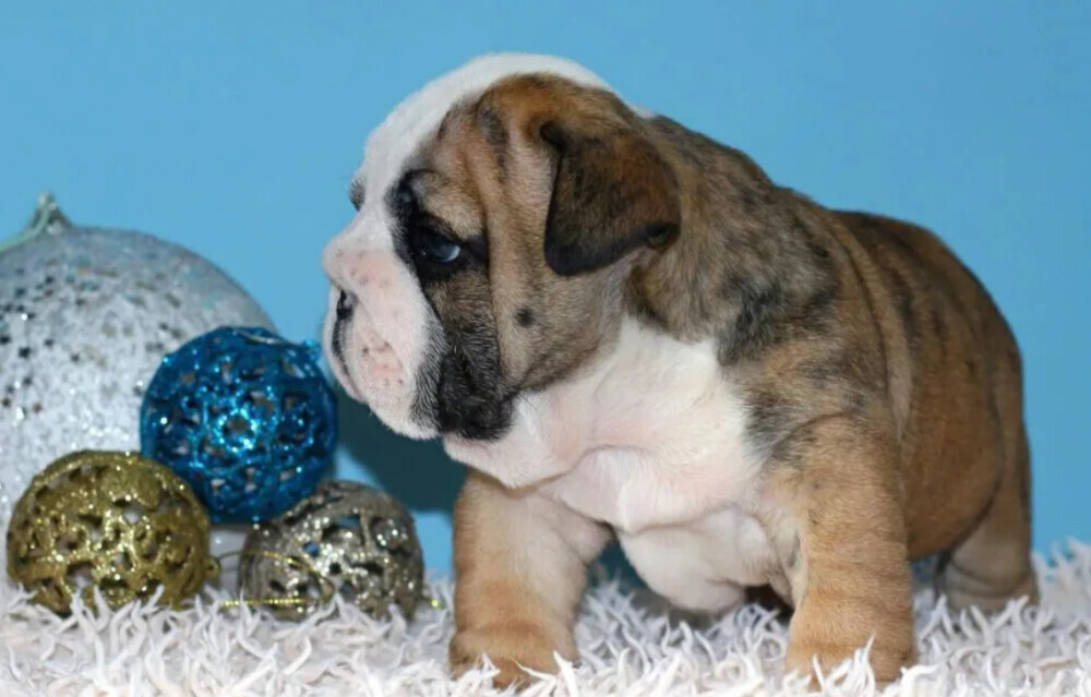 English Bulldog Female Puppy for Sale in New York (NY)