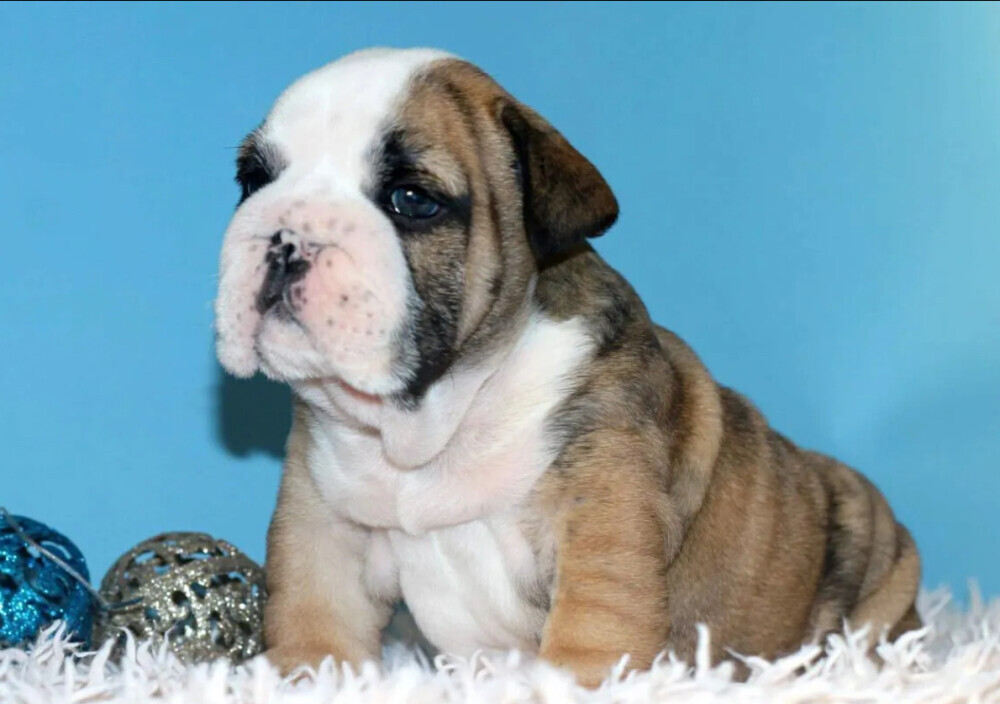 English Bulldog Female Puppy for Sale in New York (NY)