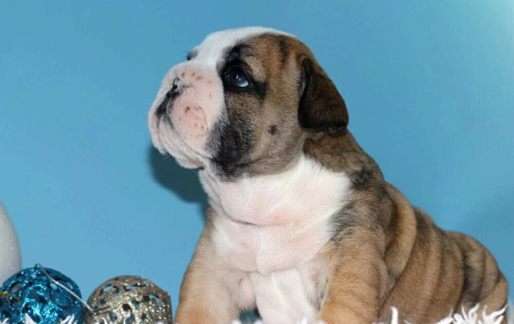 English Bulldog Female Puppy for Sale in New York (NY)