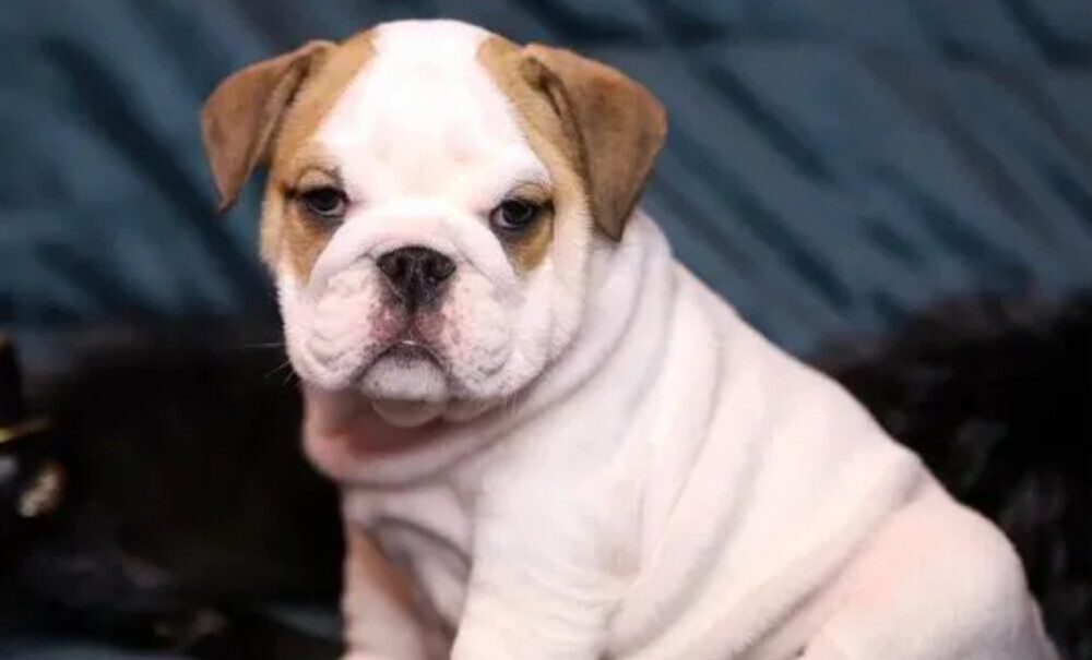 English Bulldog Male Puppy for Sale in New York (NY)