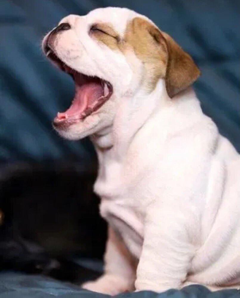 English Bulldog Male Puppy for Sale in New York (NY)