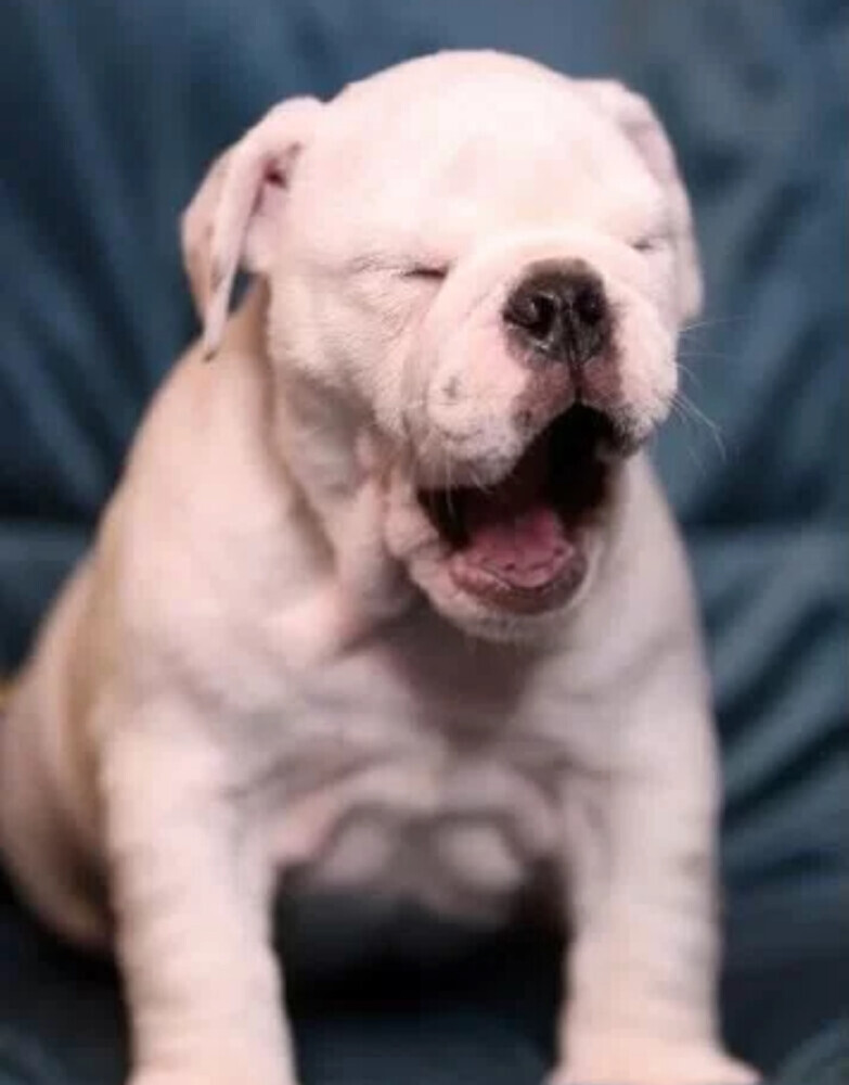 English Bulldog Male Puppy for Sale in New York (NY)