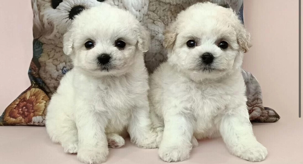 Bichon Frise Puppies for Sale in Ohio (OH)