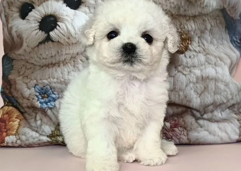 Bichon Frise Puppies for Sale in Ohio (OH)