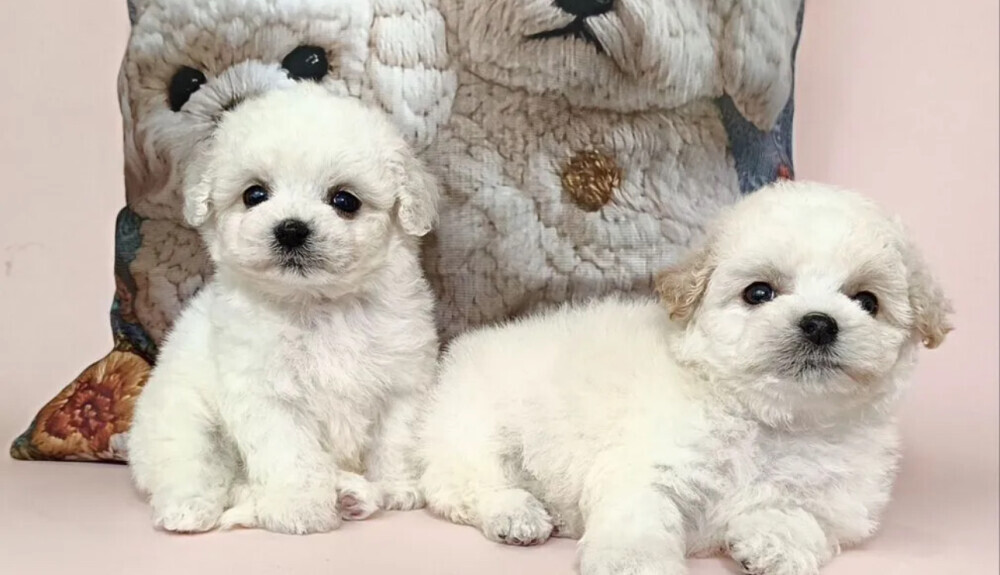 Bichon Frise Puppies for Sale in Ohio (OH)
