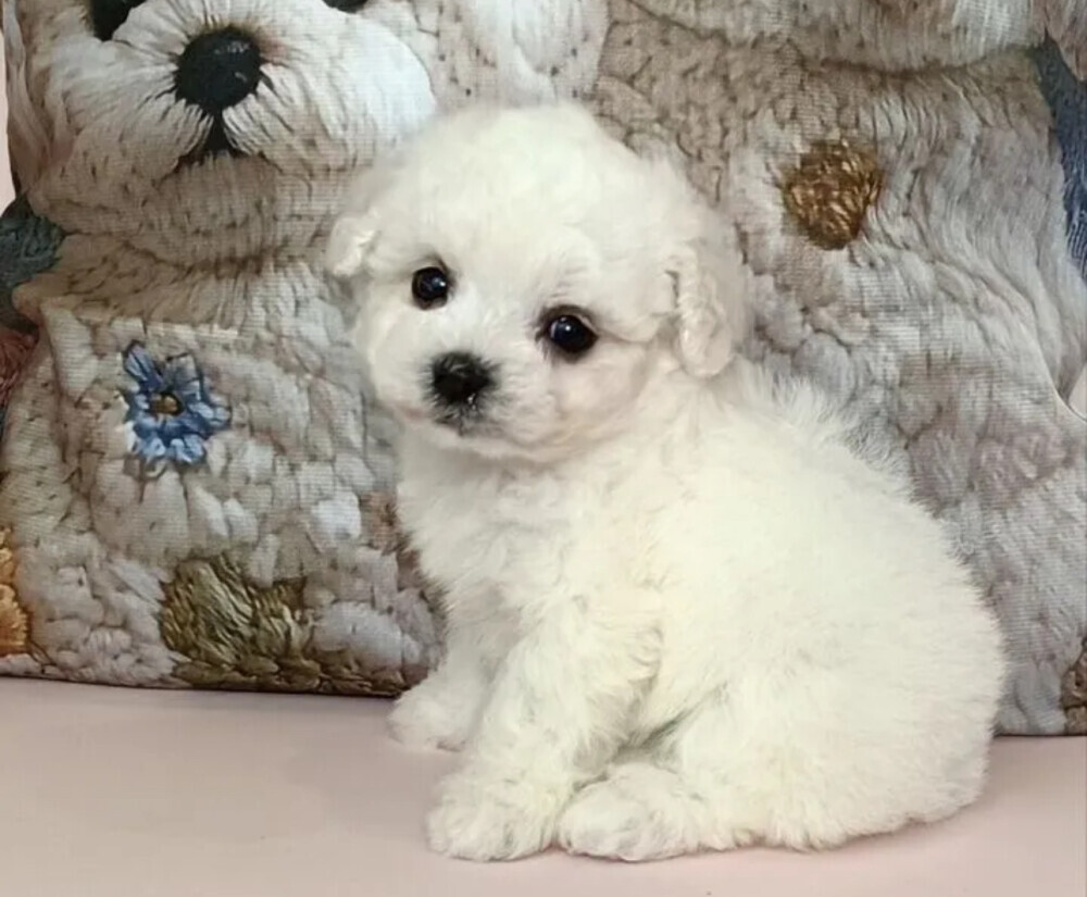 Bichon Frise Puppies for Sale in Ohio (OH)