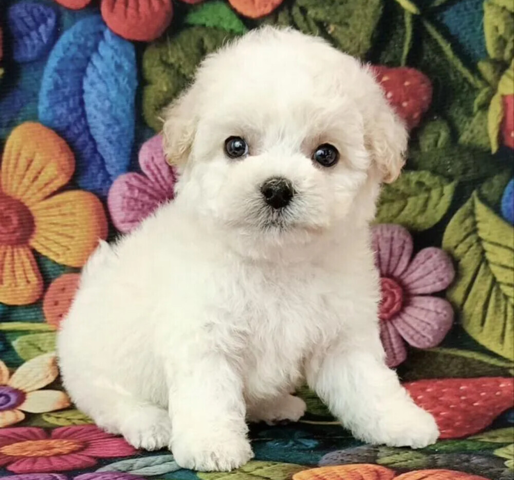Bichon Frise Puppies for Sale in Ohio (OH)