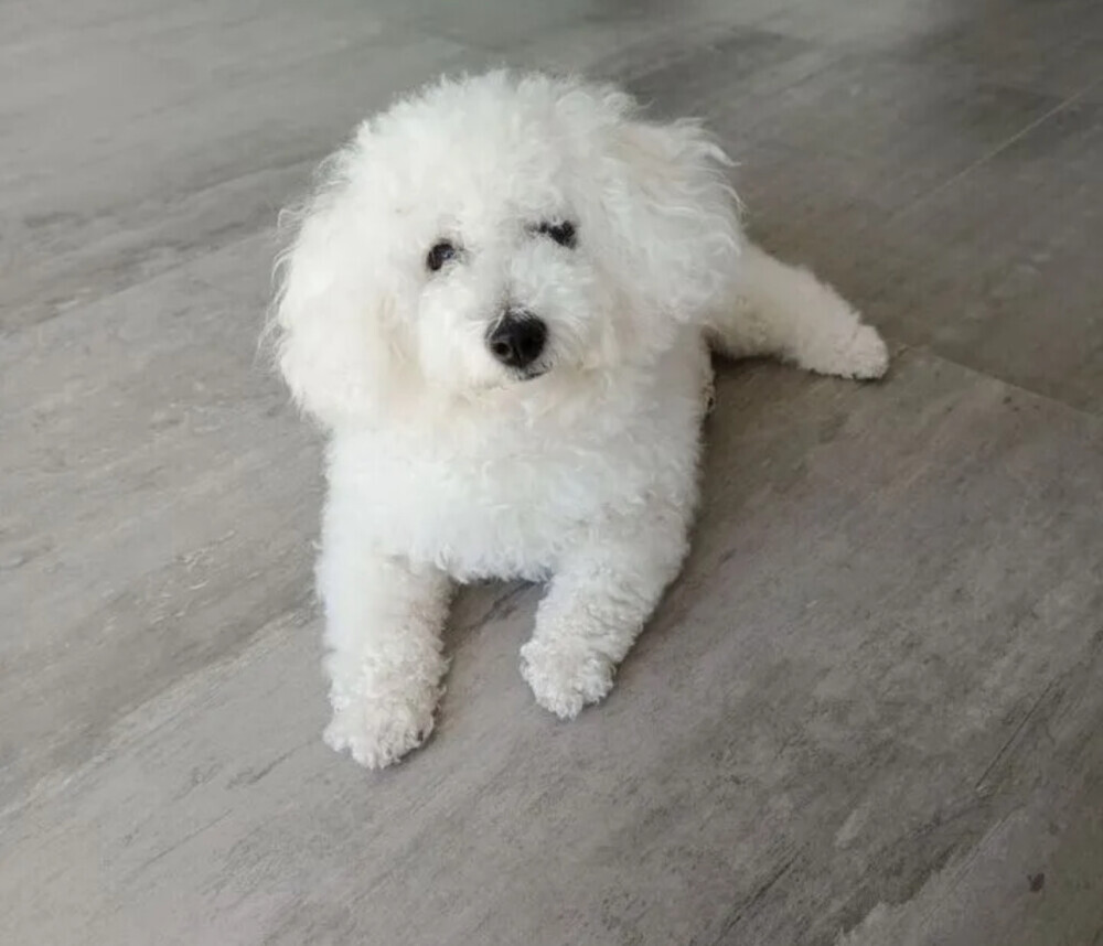 Bichon Frise Female Puppy for Sale in New York (NY)
