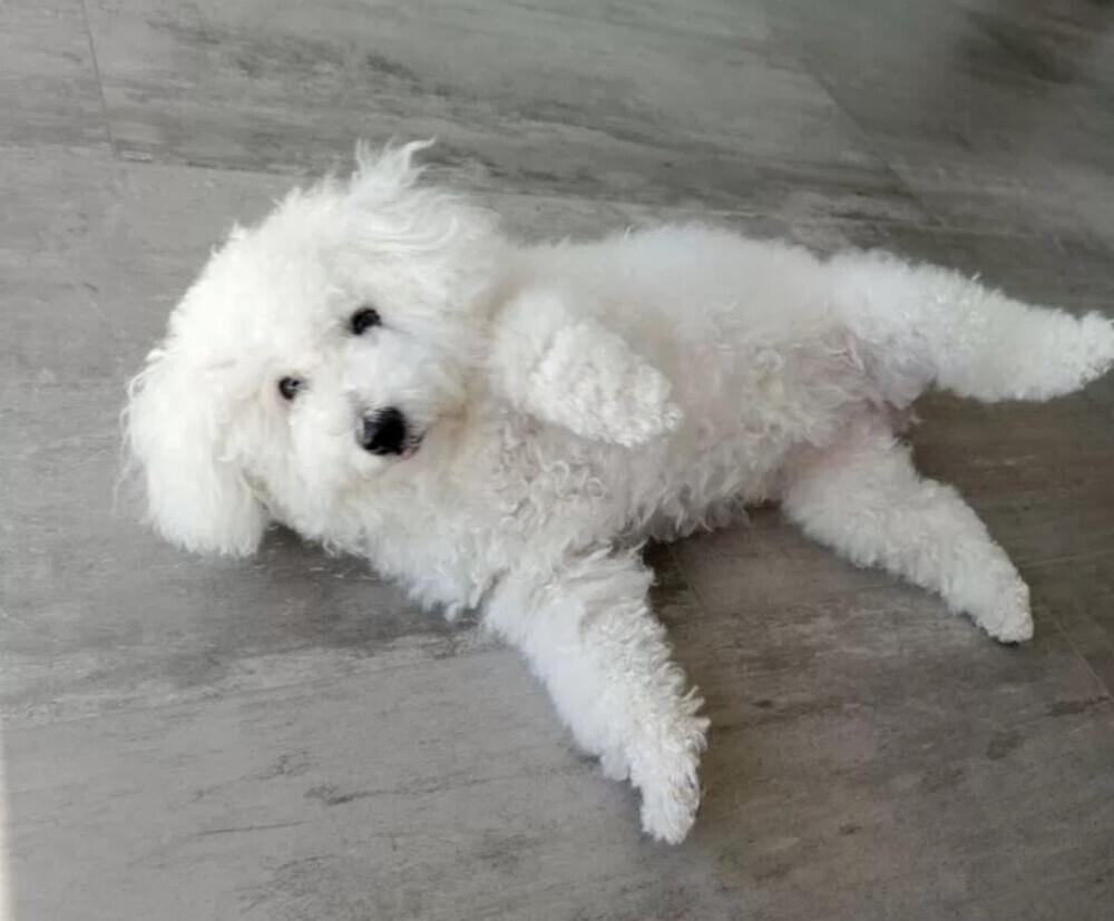 Bichon Frise Female Puppy for Sale in New York (NY)