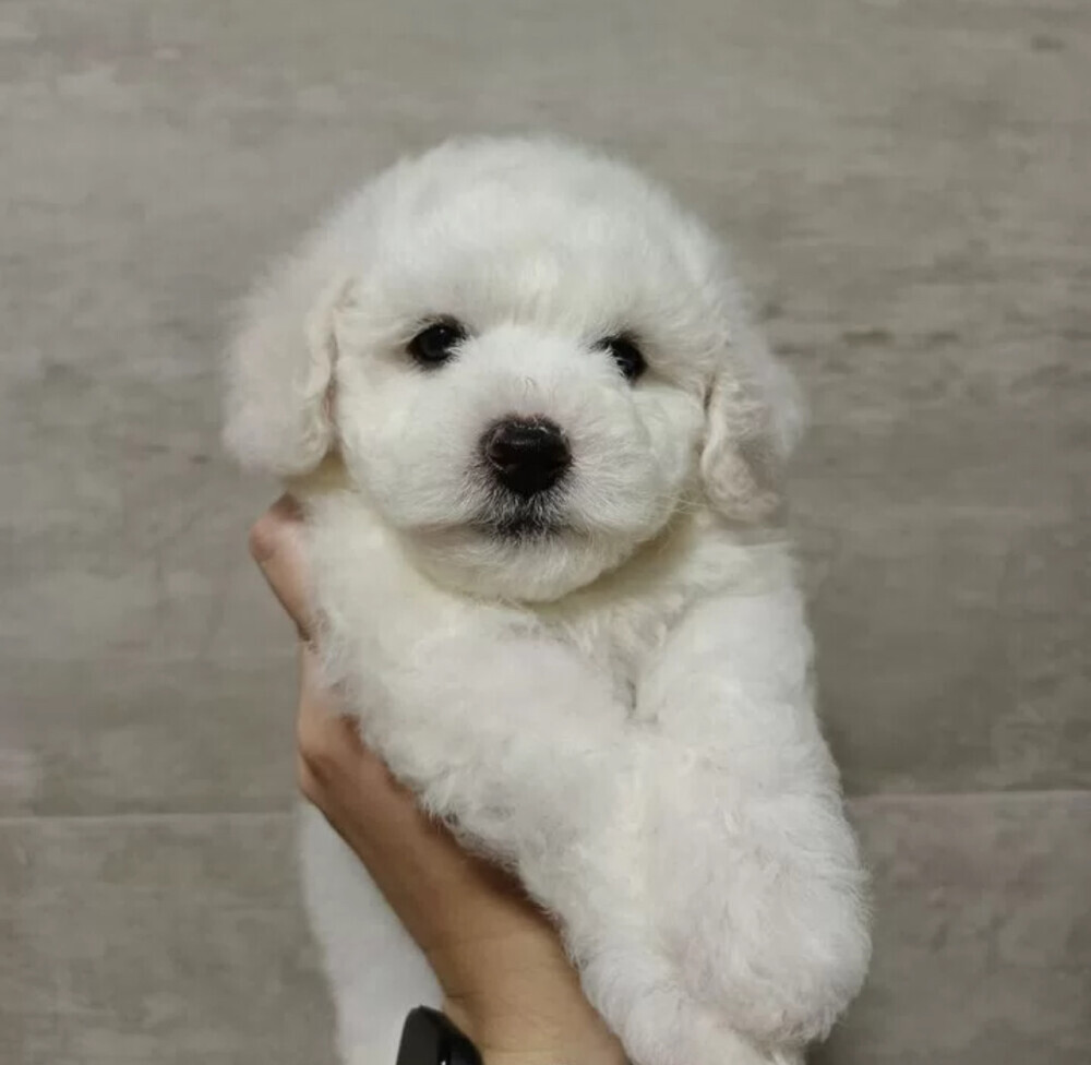 Bichon Frise Female Puppy for Sale in New York (NY)
