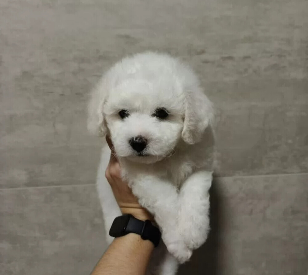 Bichon Frise Female Puppy for Sale in New York (NY)