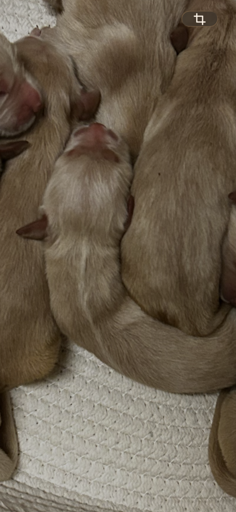 Golden Retrievers