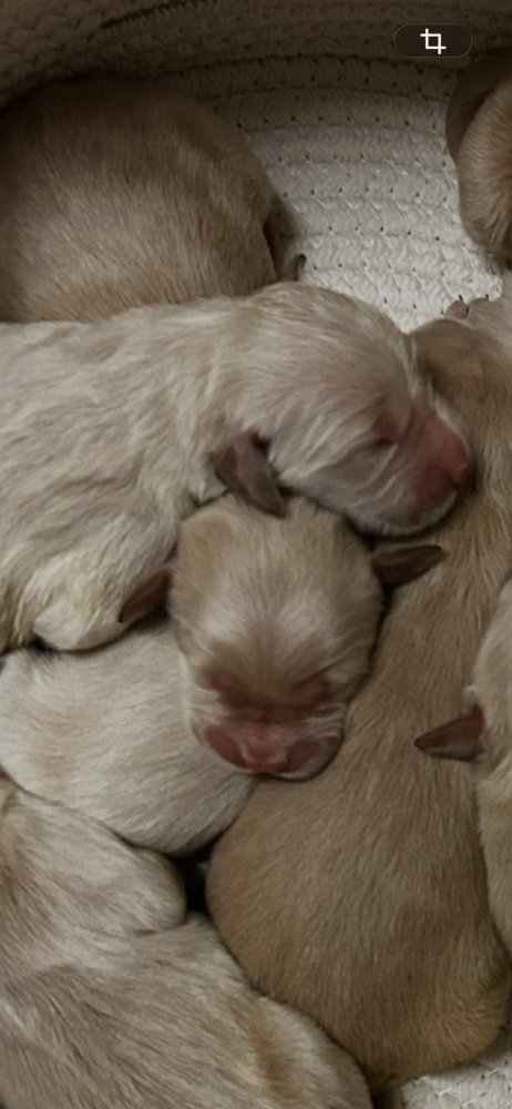 Golden Retrievers