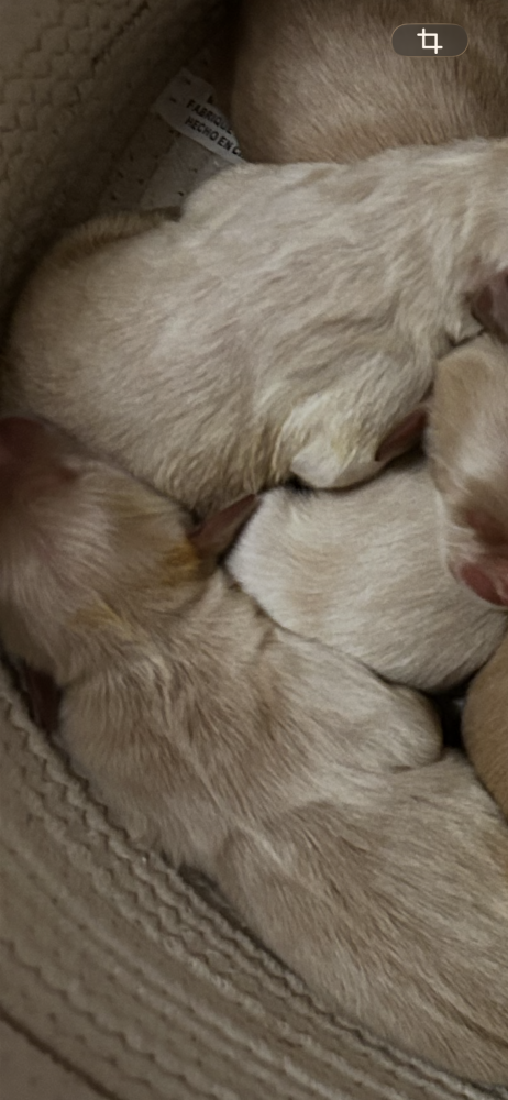 Golden Retrievers