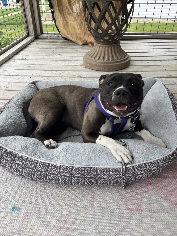 A sweet American Bully Pit Bull female looking for a new forever home!