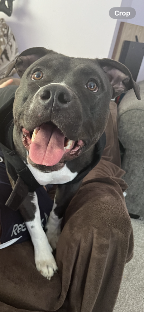 A sweet American Bully Pit Bull female looking for a new forever home!