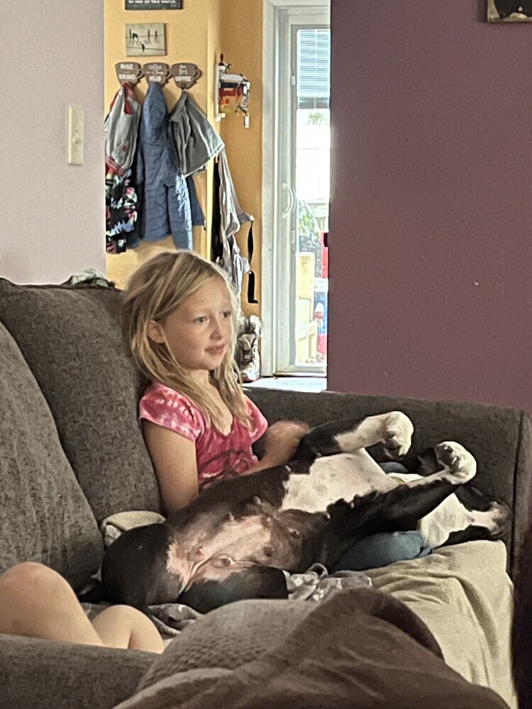 A sweet American Bully Pit Bull female looking for a new forever home!