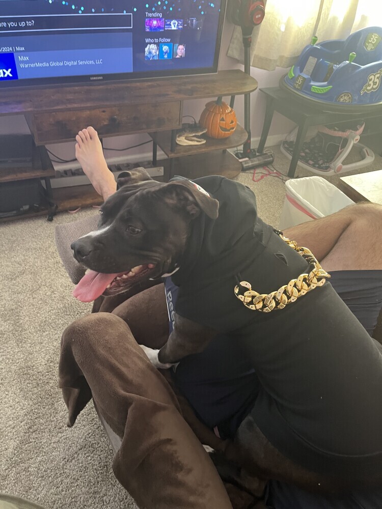 A sweet American Bully Pit Bull female looking for a new forever home!