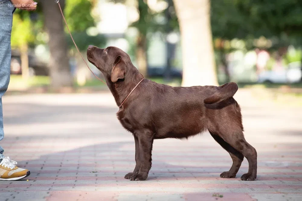 Labrador retriever puppies (chocolate)