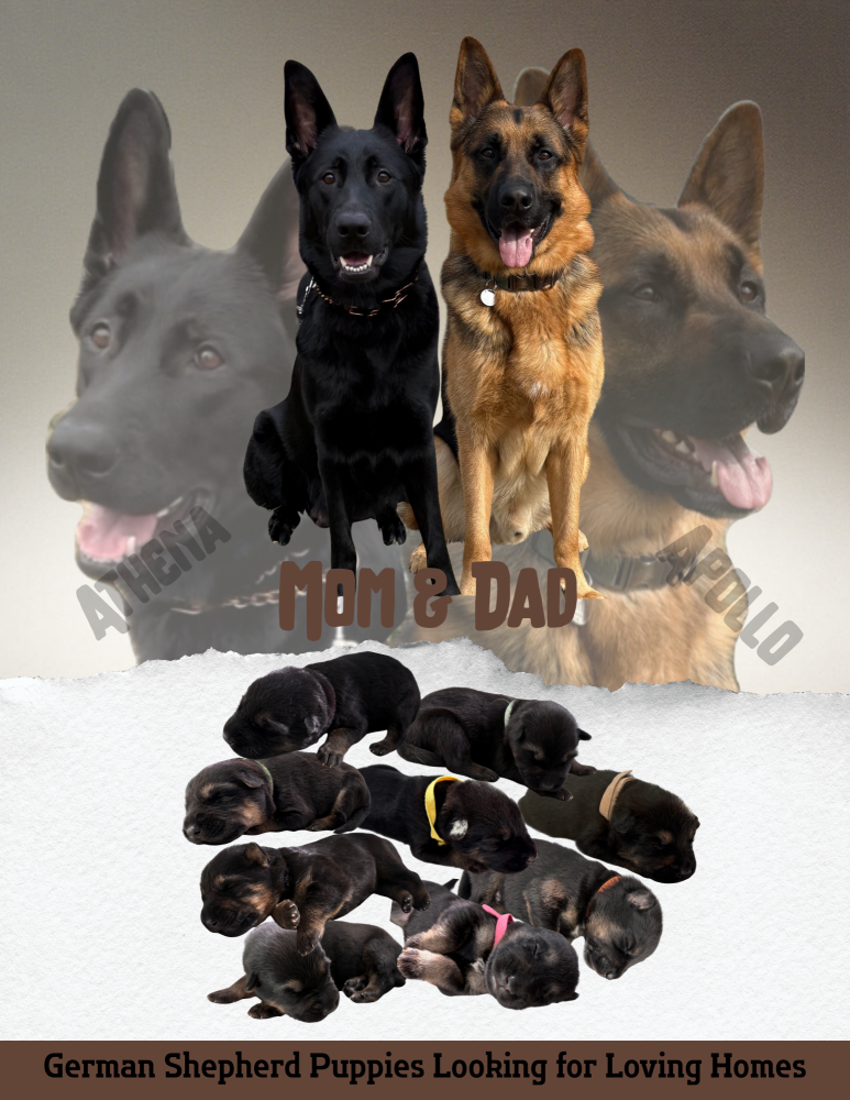 German Shepherd Puppies Looking for Loving Homes