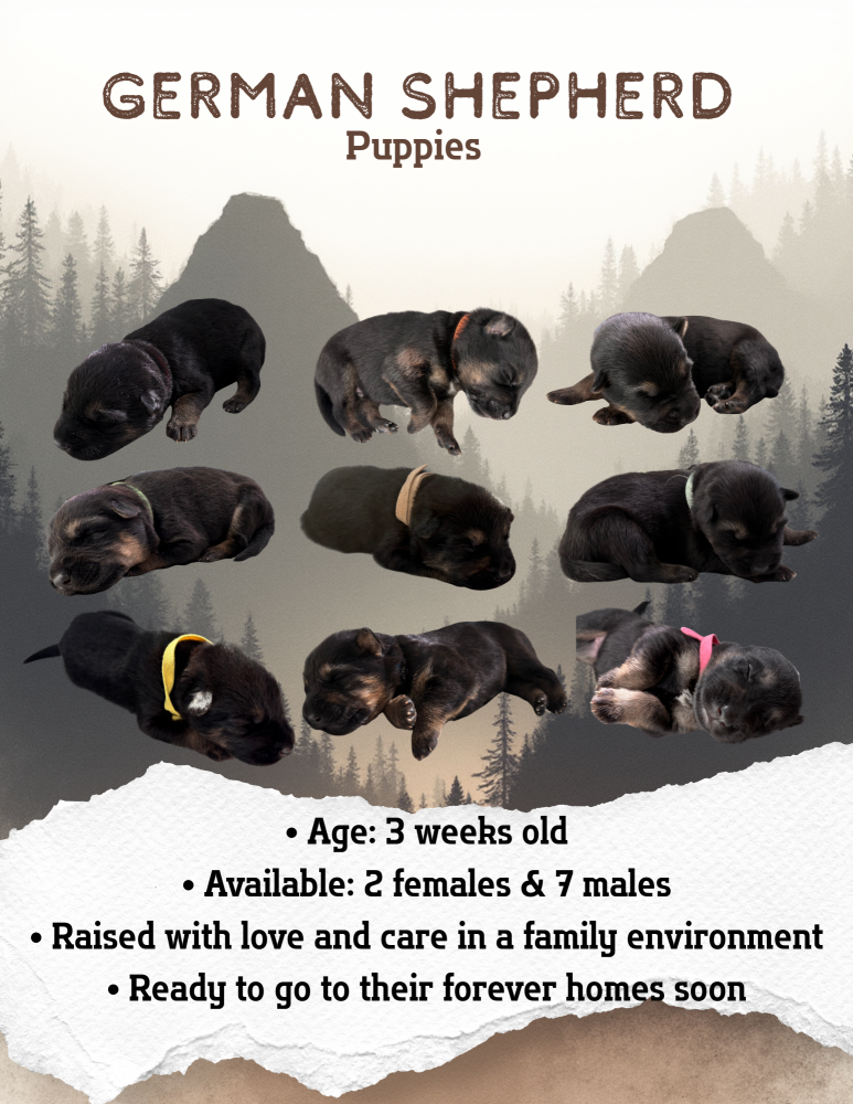 German Shepherd Puppies Looking for Loving Homes