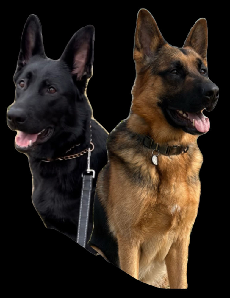 German Shepherd Puppies Looking for Loving Homes