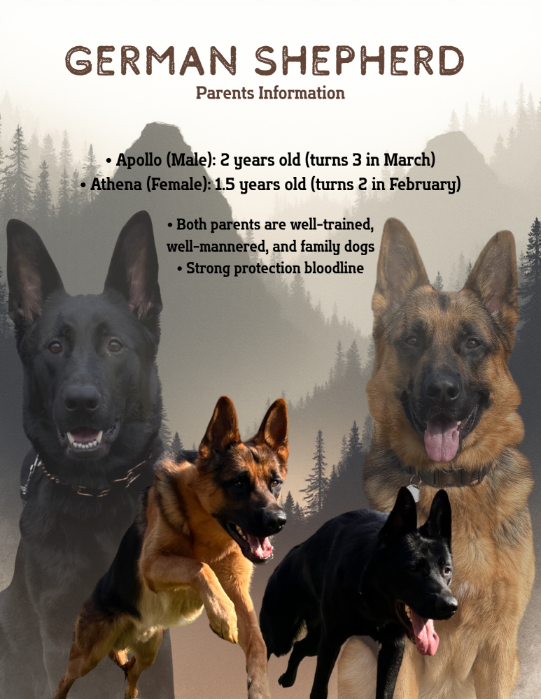 German Shepherd Puppies Looking for Loving Homes
