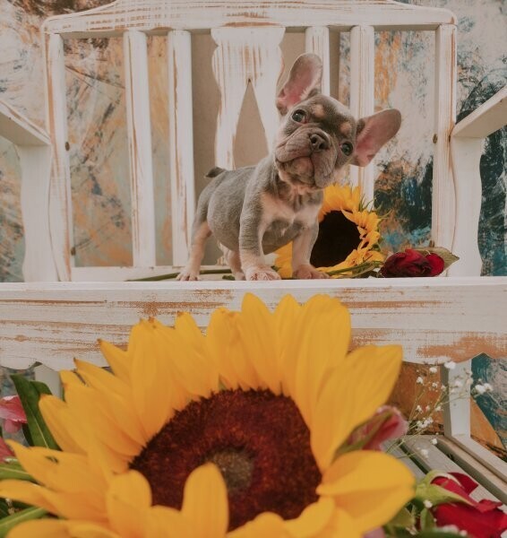 Sweet French Bulldog Puppies / AKC Registered