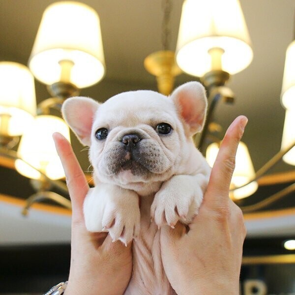 Sweet French Bulldog Puppies / AKC Registered