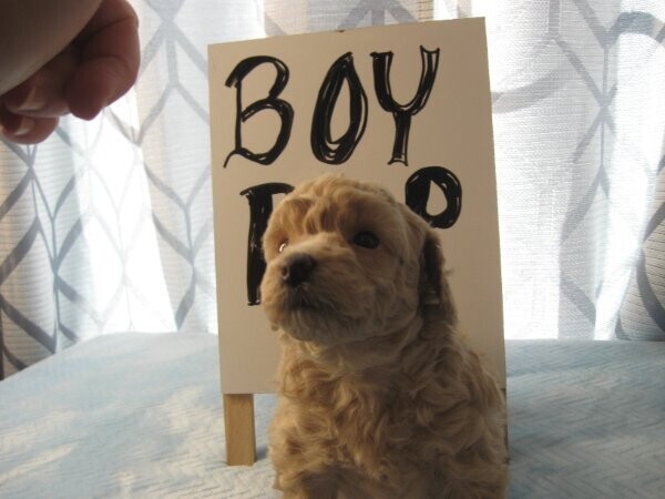 Miniature Poodle Puppies Ready text us.. +1216-516-8080