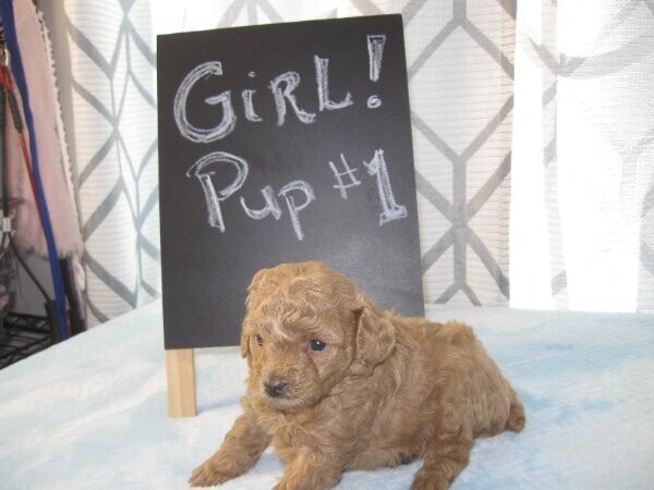 Miniature Poodle Puppies Ready text us.. +1216-516-8080
